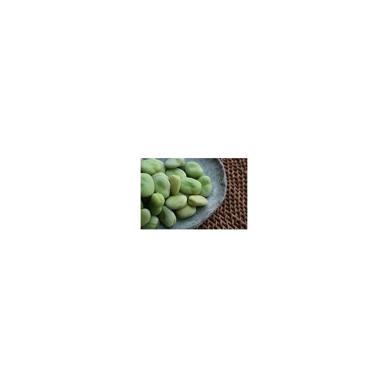 Fève Eleonora. Semences biologiques
