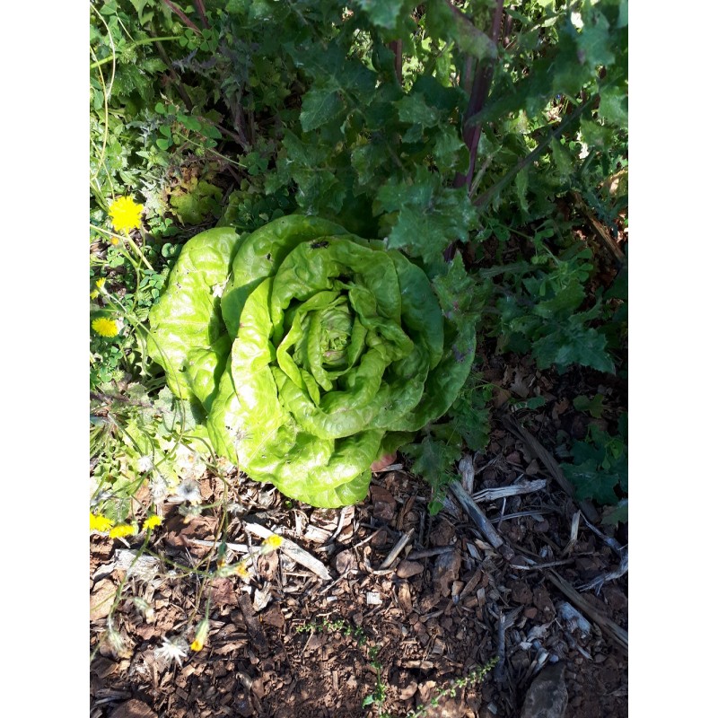 Laitue le Bon Jardinier résistante semences biologiques Pascal Poot