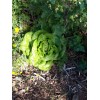 Laitue le Bon Jardinier résistante semences biologiques Pascal Poot