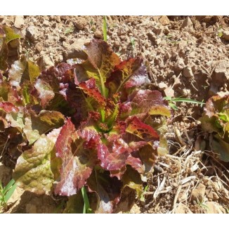 Laitue batavia rouge grenobloise