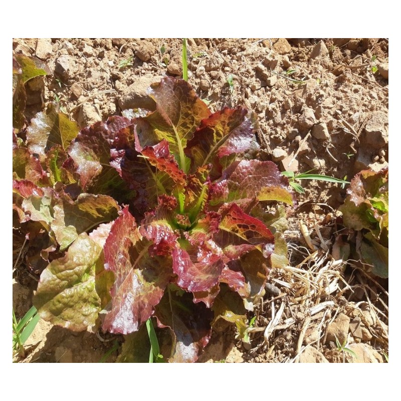 Laitue batavia rouge grenobloise