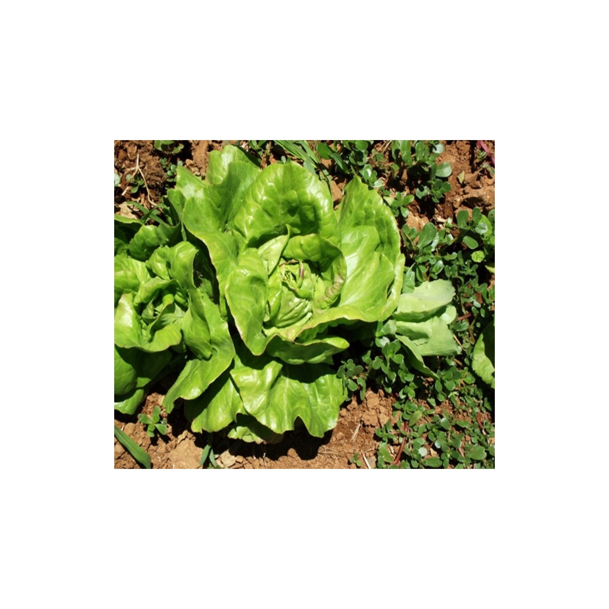 Laitue pommée du bon jardinier