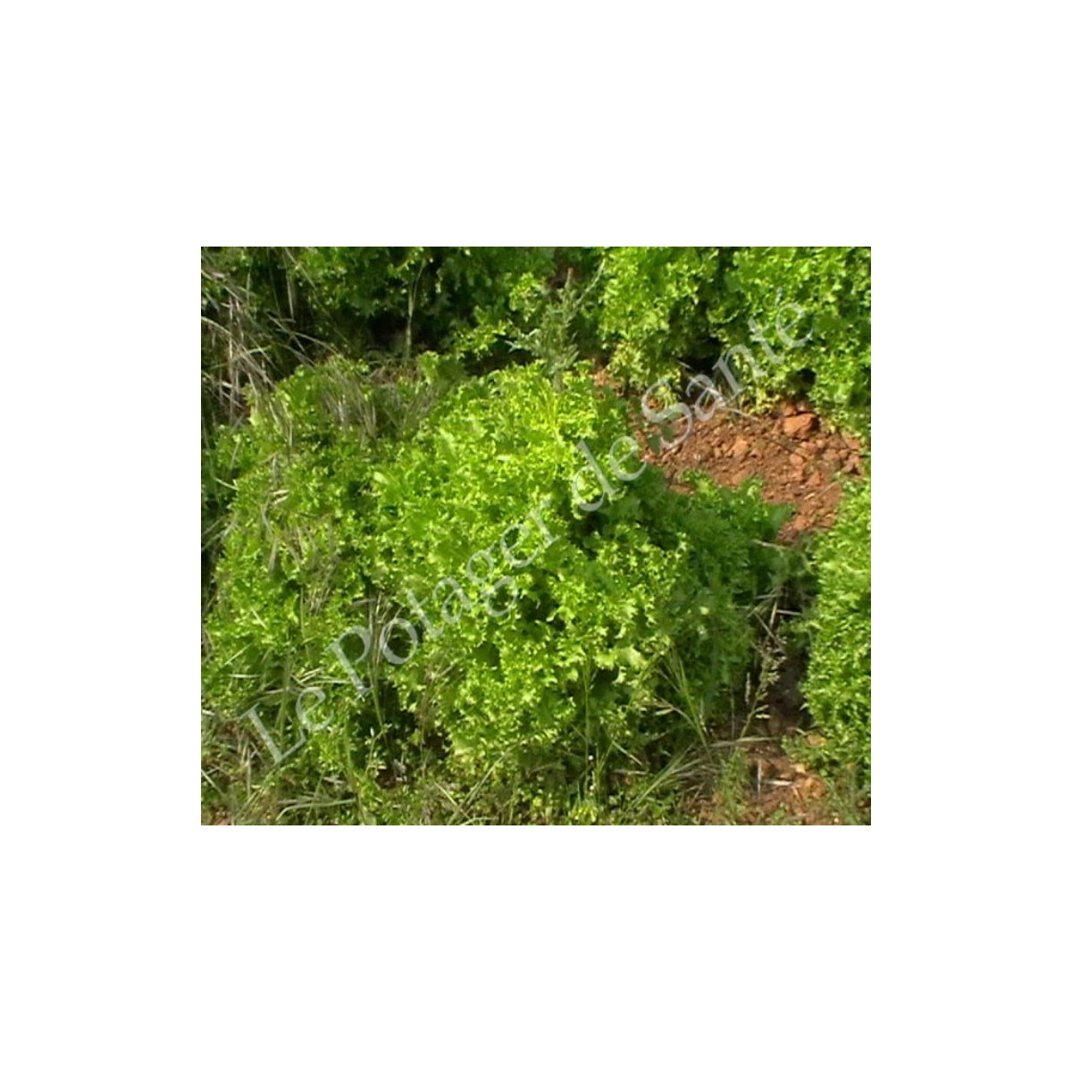 Chicorée frisée de Ruffec