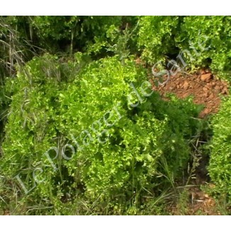 Chicorée frisée de Ruffec