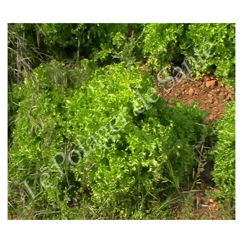 Chicorée frisée de Ruffec