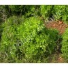 Chicorée frisée de Ruffec