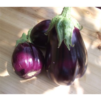 Aubergine beauté noire