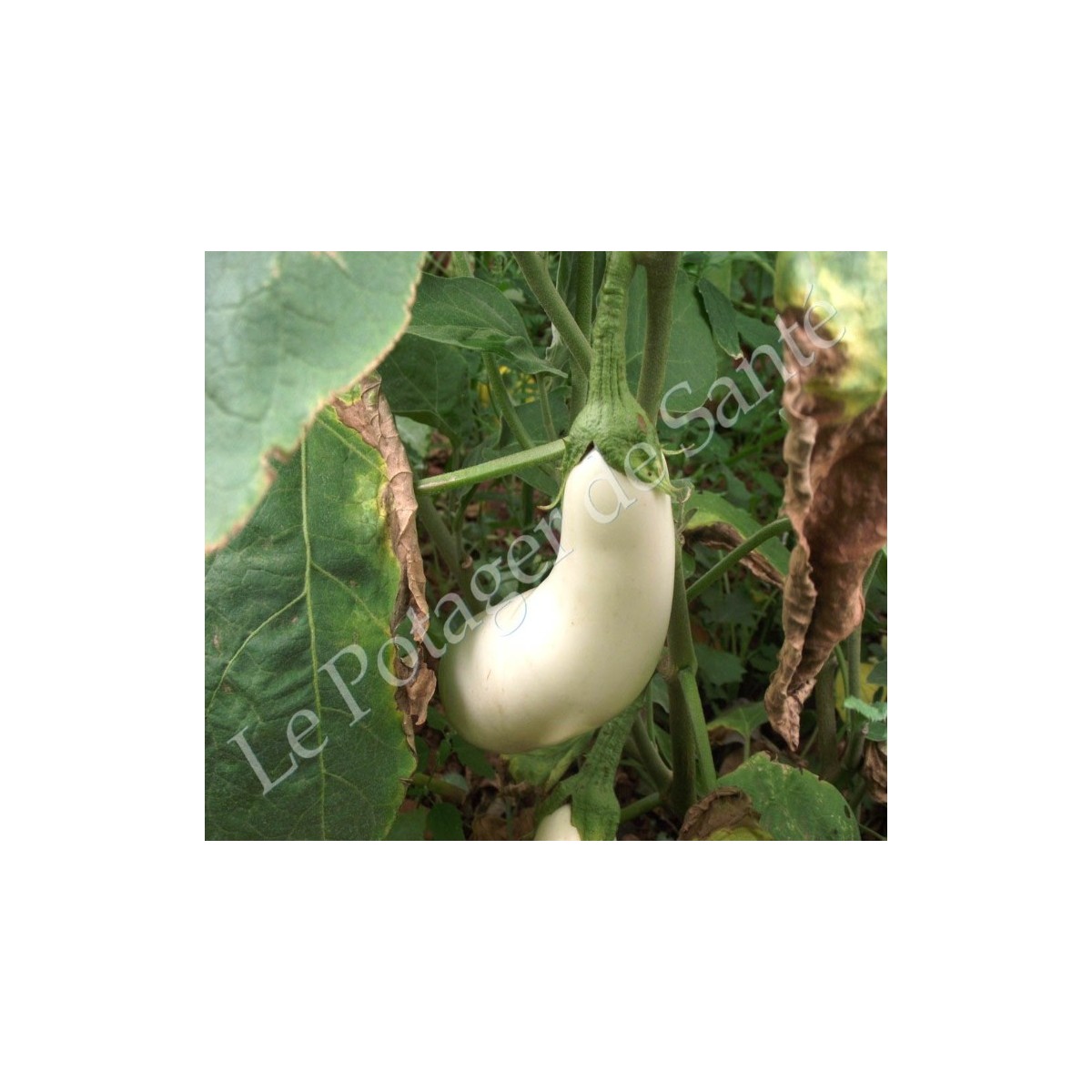 Aubergine blanche Dourga
