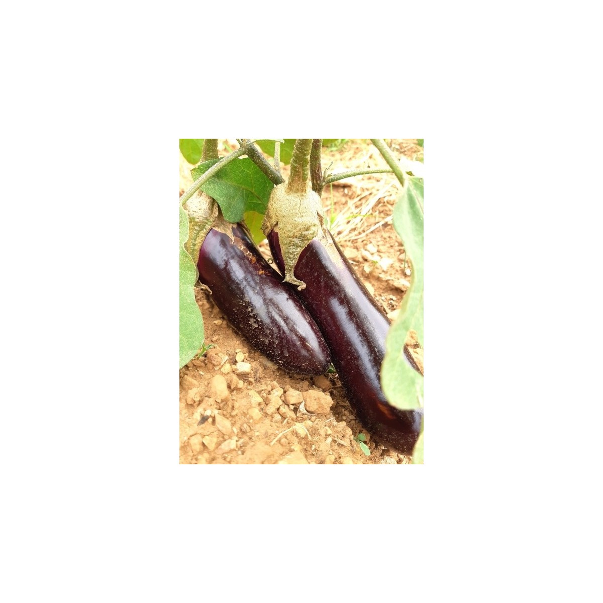 Aubergine de barbentane