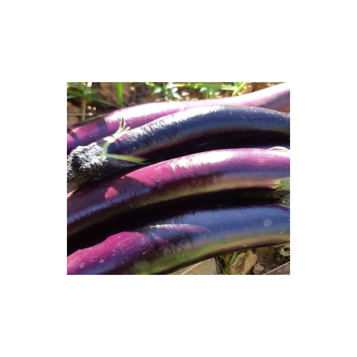 Aubergine baguette
