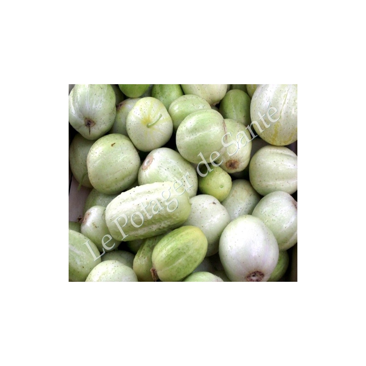 concombre Lemon