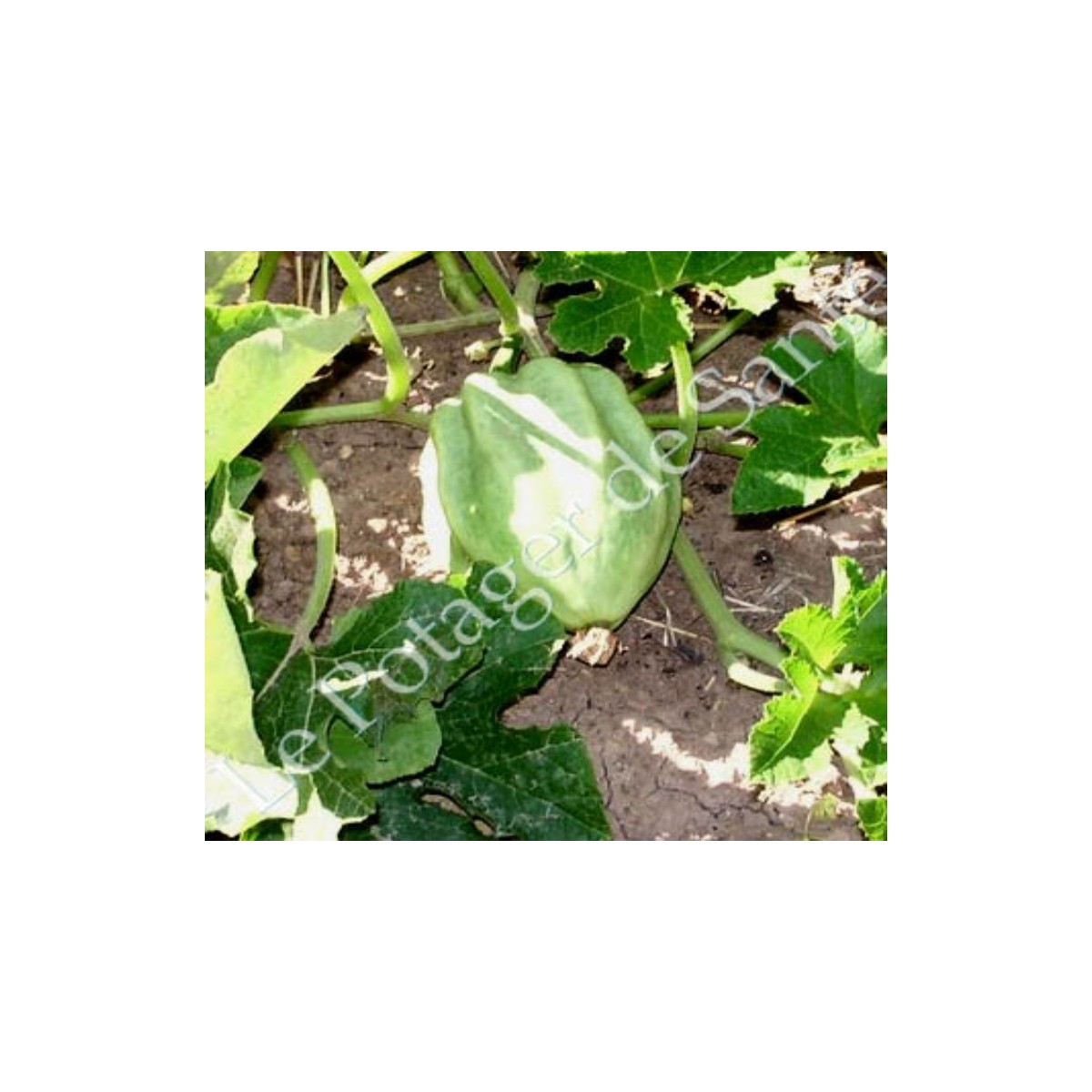 courge royale acorn verte