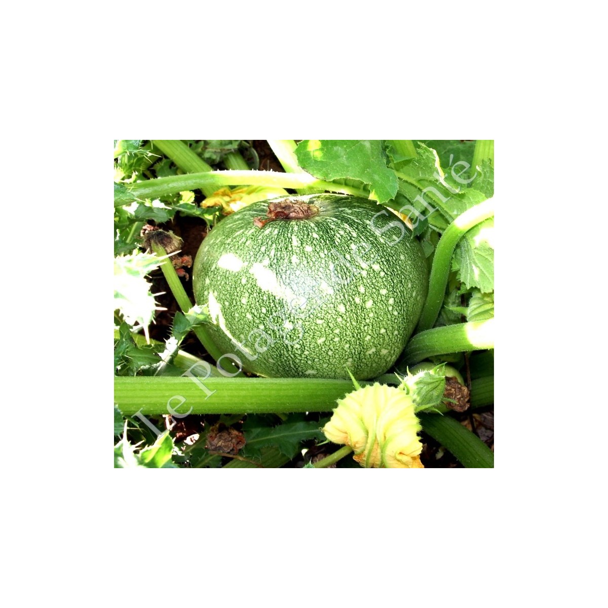 courgette ronde de Nice