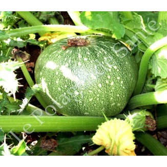 courgette ronde de Nice