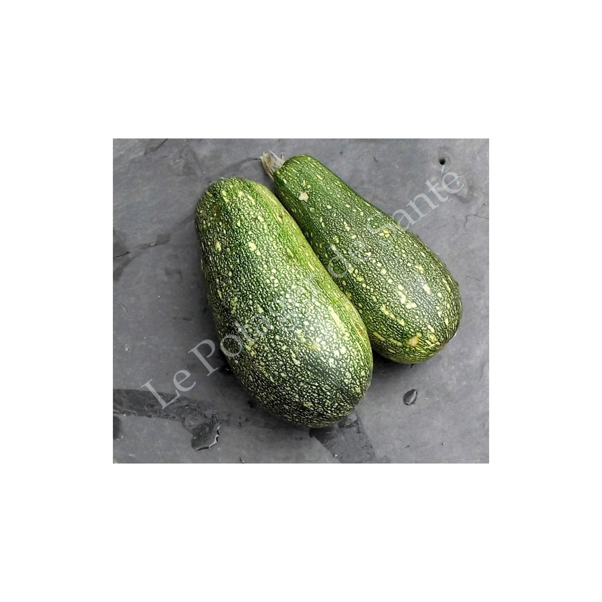 courgette verte d'Alger
