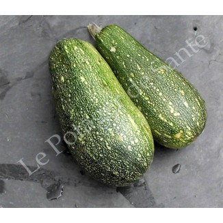 courgette verte d'Alger