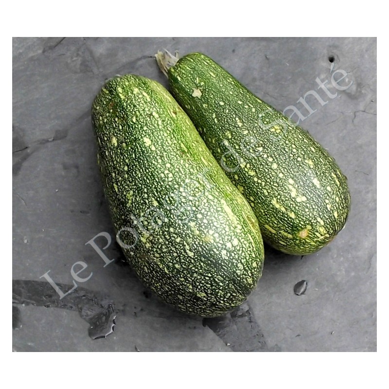 courgette verte d'Alger