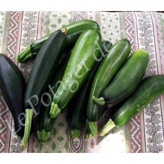 Explorez les différentes variétés de graines de courgettes