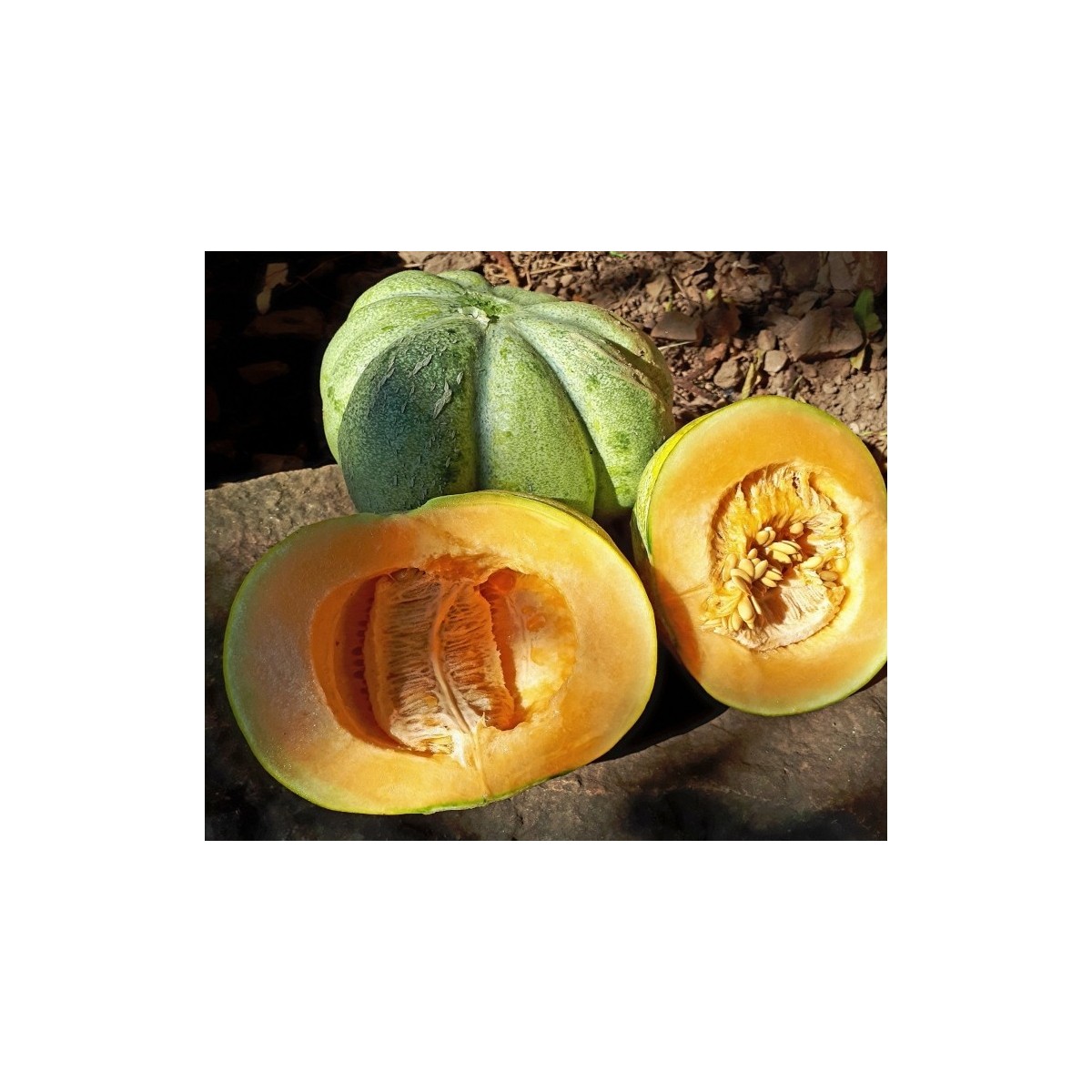melon bellegarde