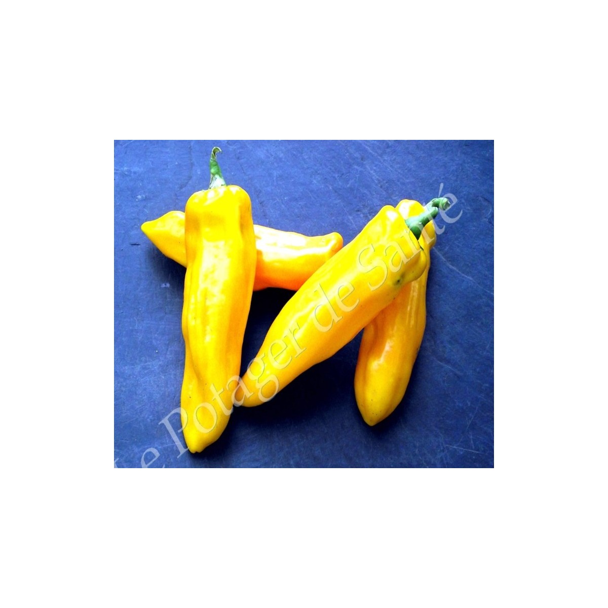 poivron oro
