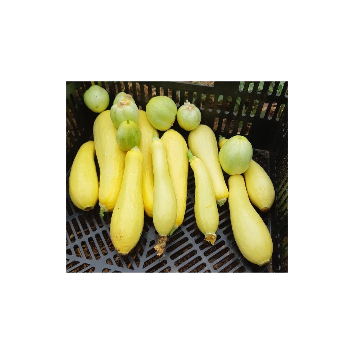 courgette jaune