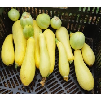 Courgette 'Petite Grise d'Alger' (Variété Ancienne) Graines