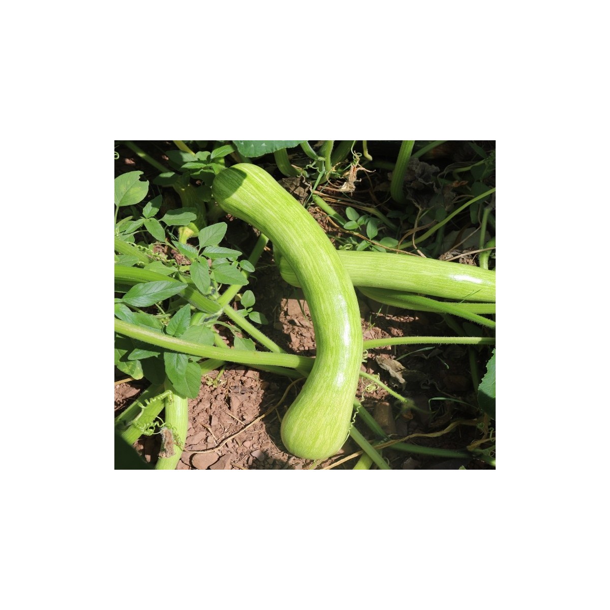Courge longue de Nice