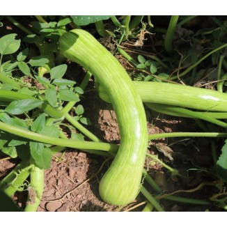 Courge longue de Nice