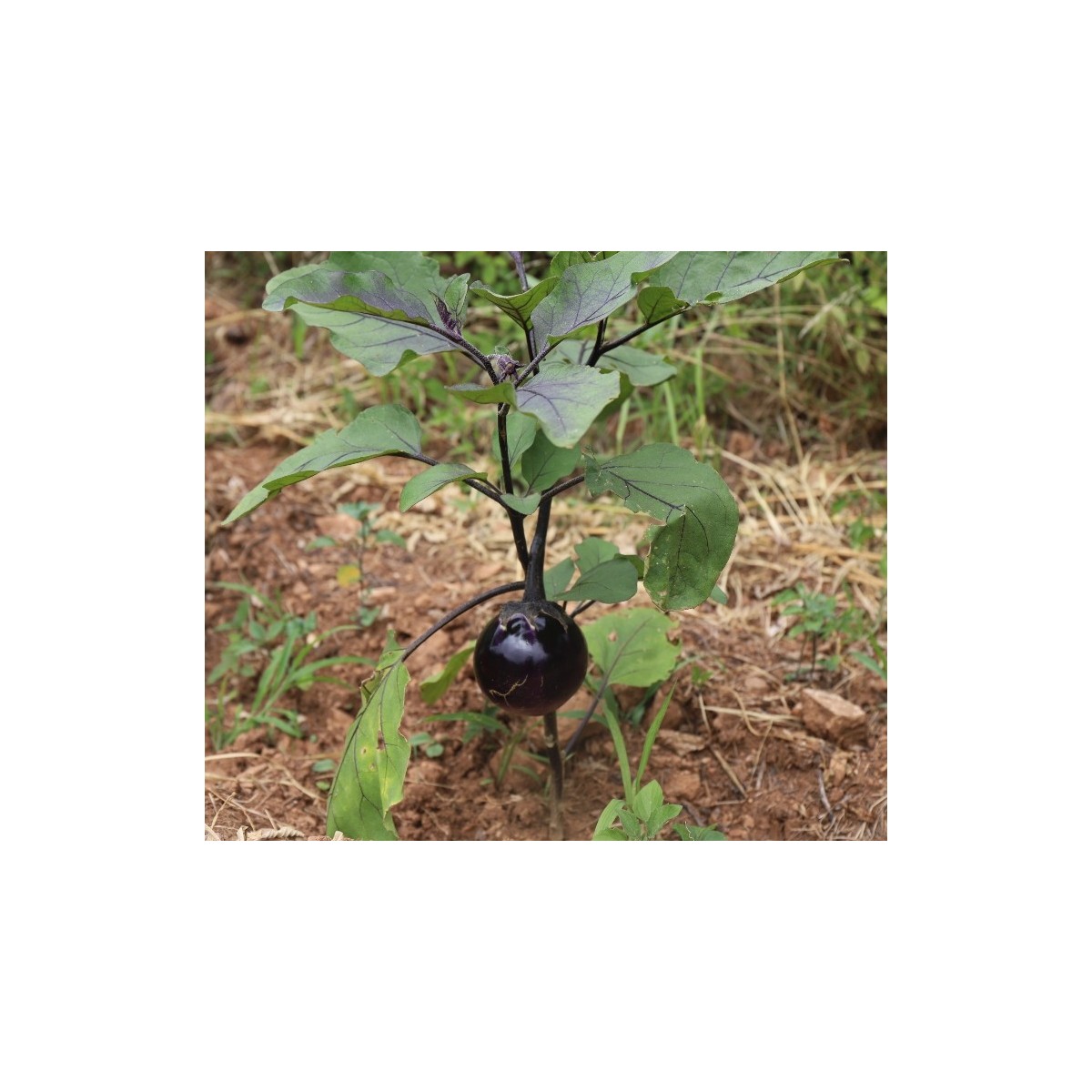 Aubergine Ronde de Valence