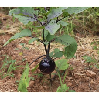 Aubergine Ronde de Valence