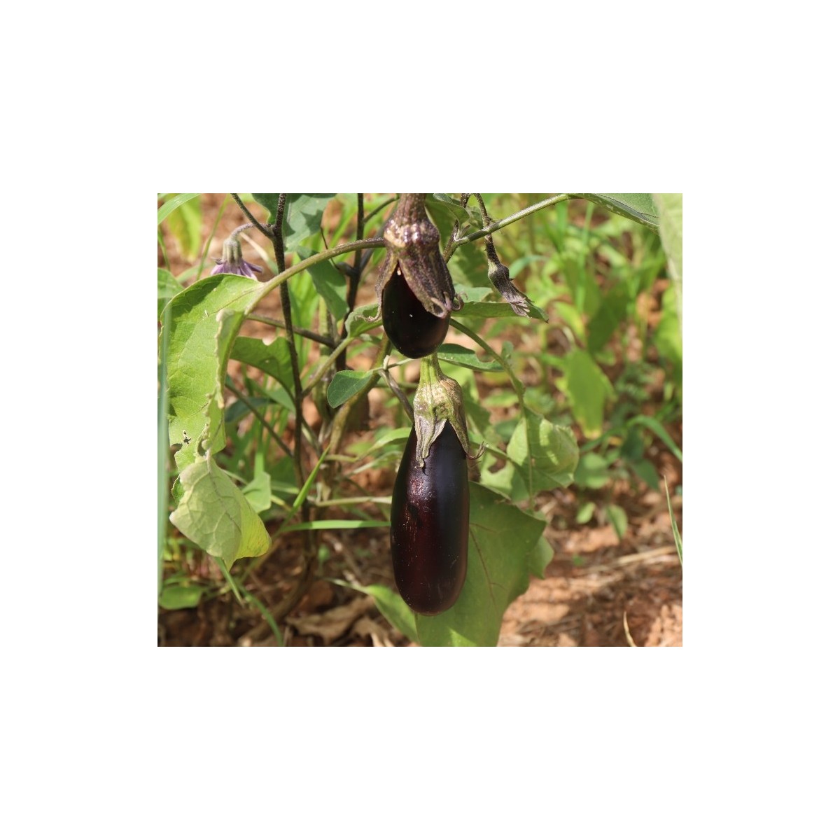 Aubergine de Barbentane