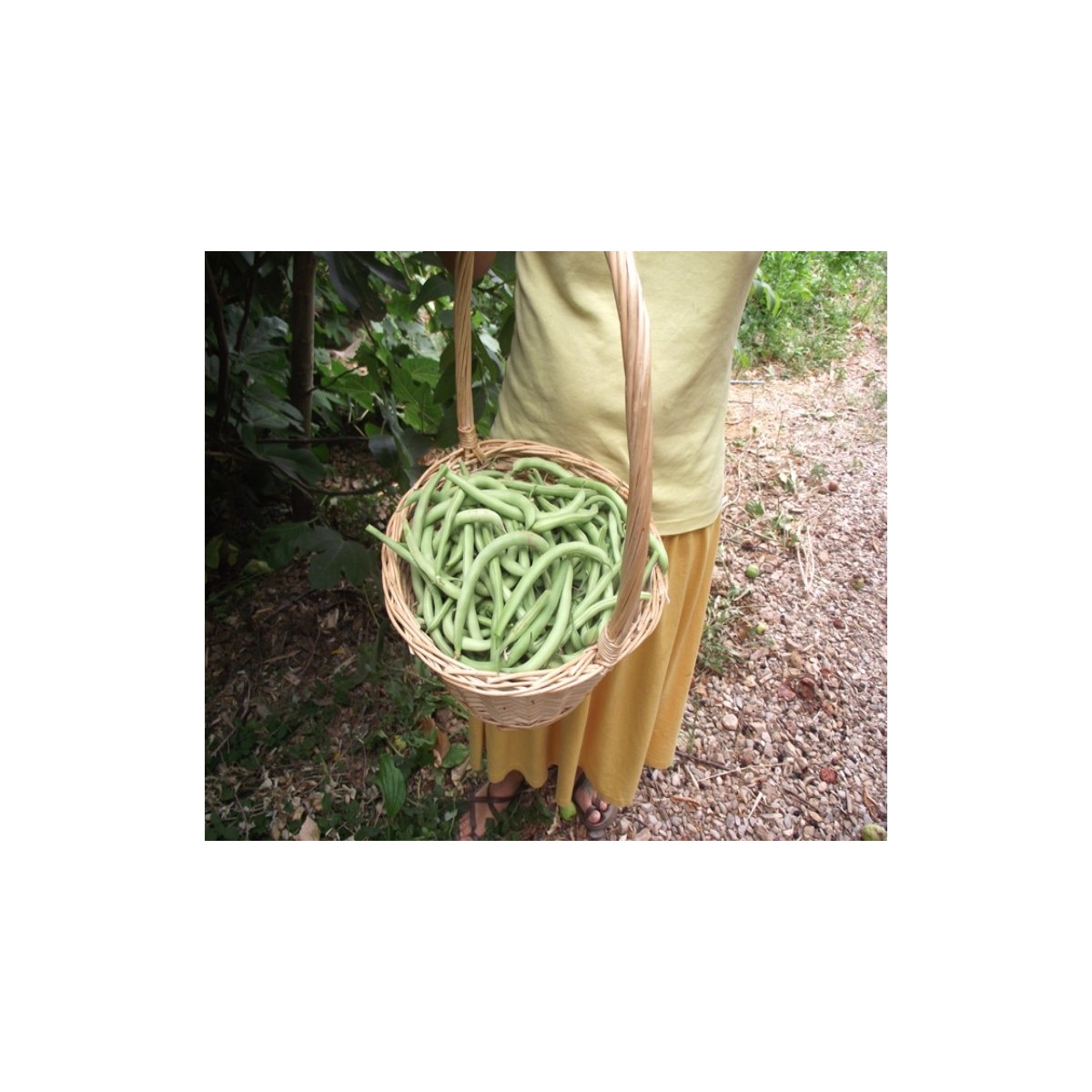 Haricot Contender nain mangetout
