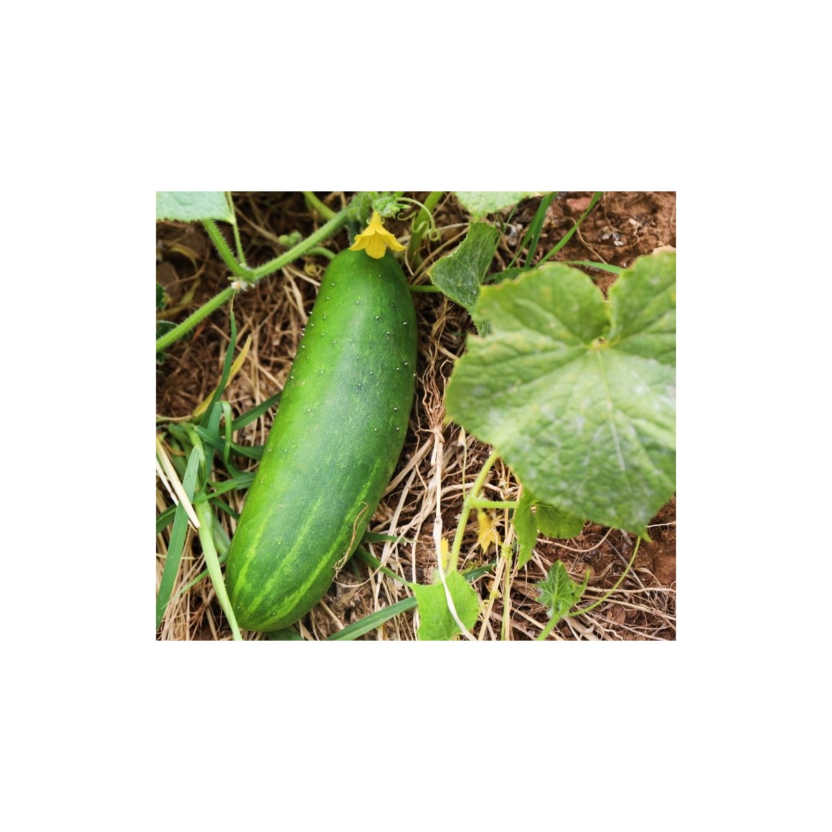 Semences Concombre le Généreux graines bio