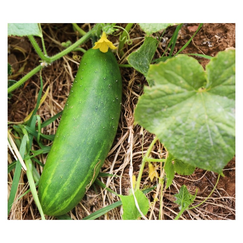 Semences Concombre le Généreux graines bio