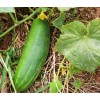 Semences Concombre le Généreux graines bio