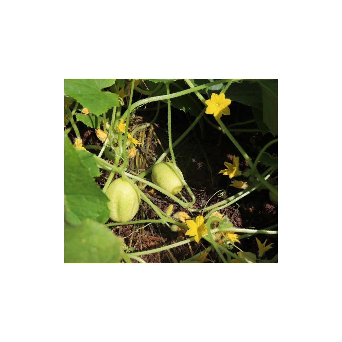 Concombre Lemon/Citron semences bio