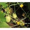 Concombre Lemon/Citron semences bio