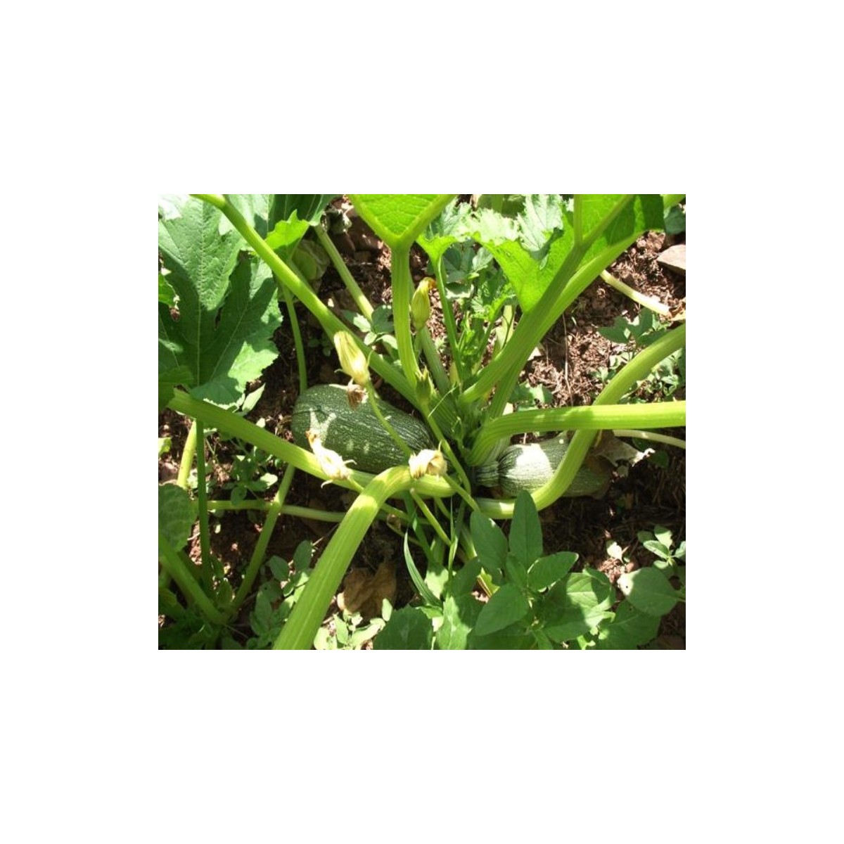 Courgette verte d'Alger