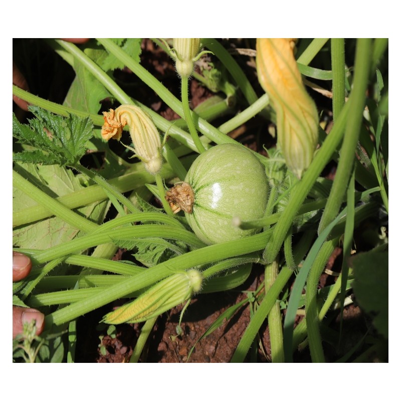 Courgette Ronde de Nice semences biologiques