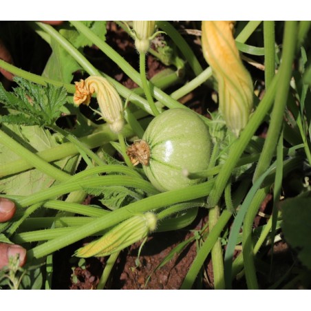 Courgette Ronde de Nice semences biologiques