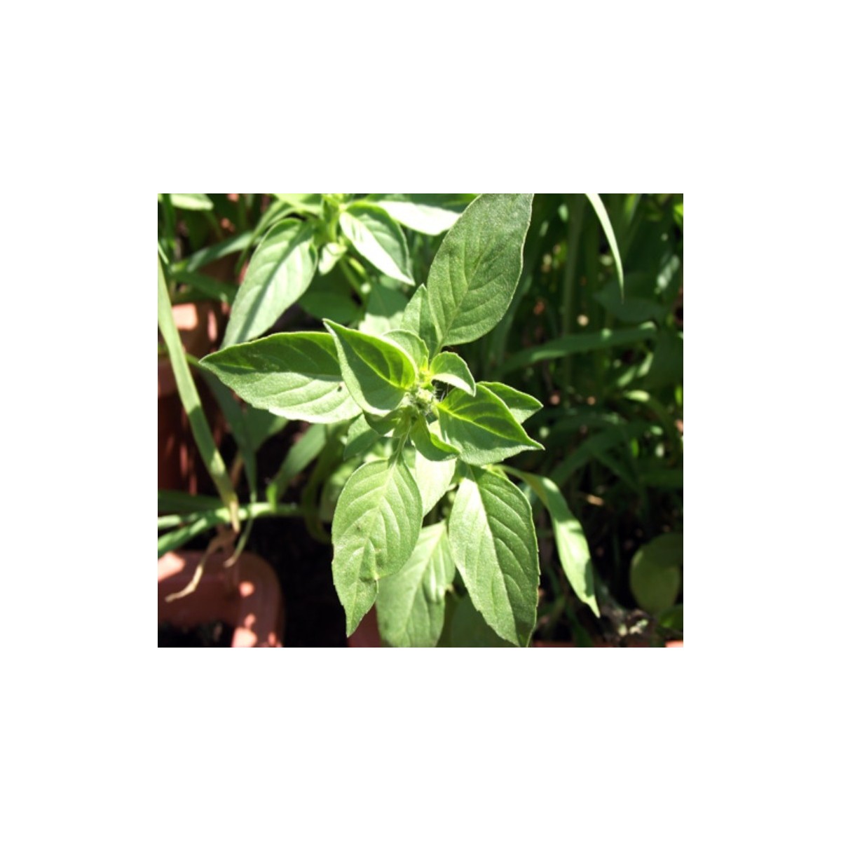 Basilic Citron