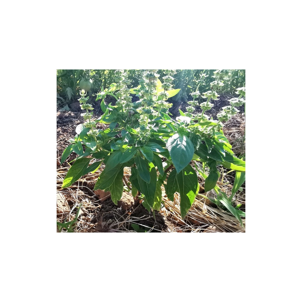 Basilic Grand Vert. Semences biologiques.