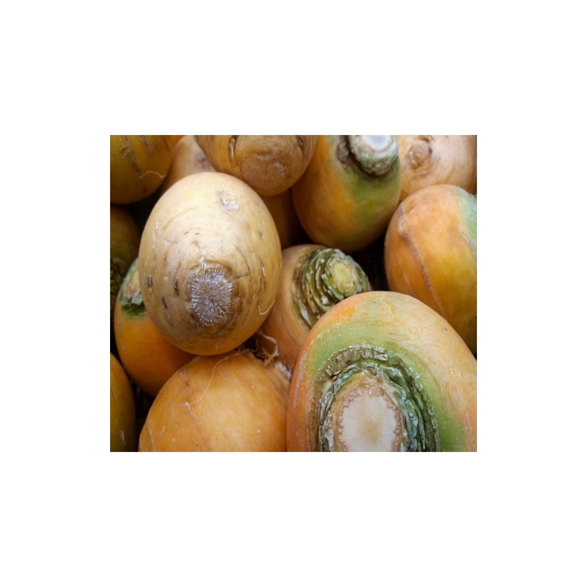 Navet Jaune Boule d'Or