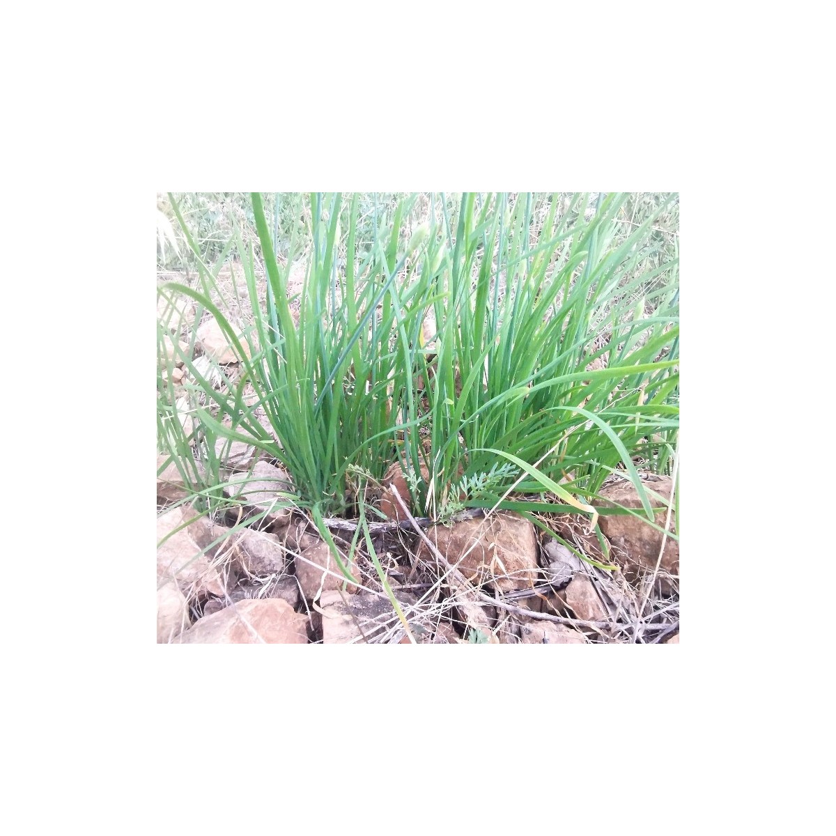 Ail ciboulette