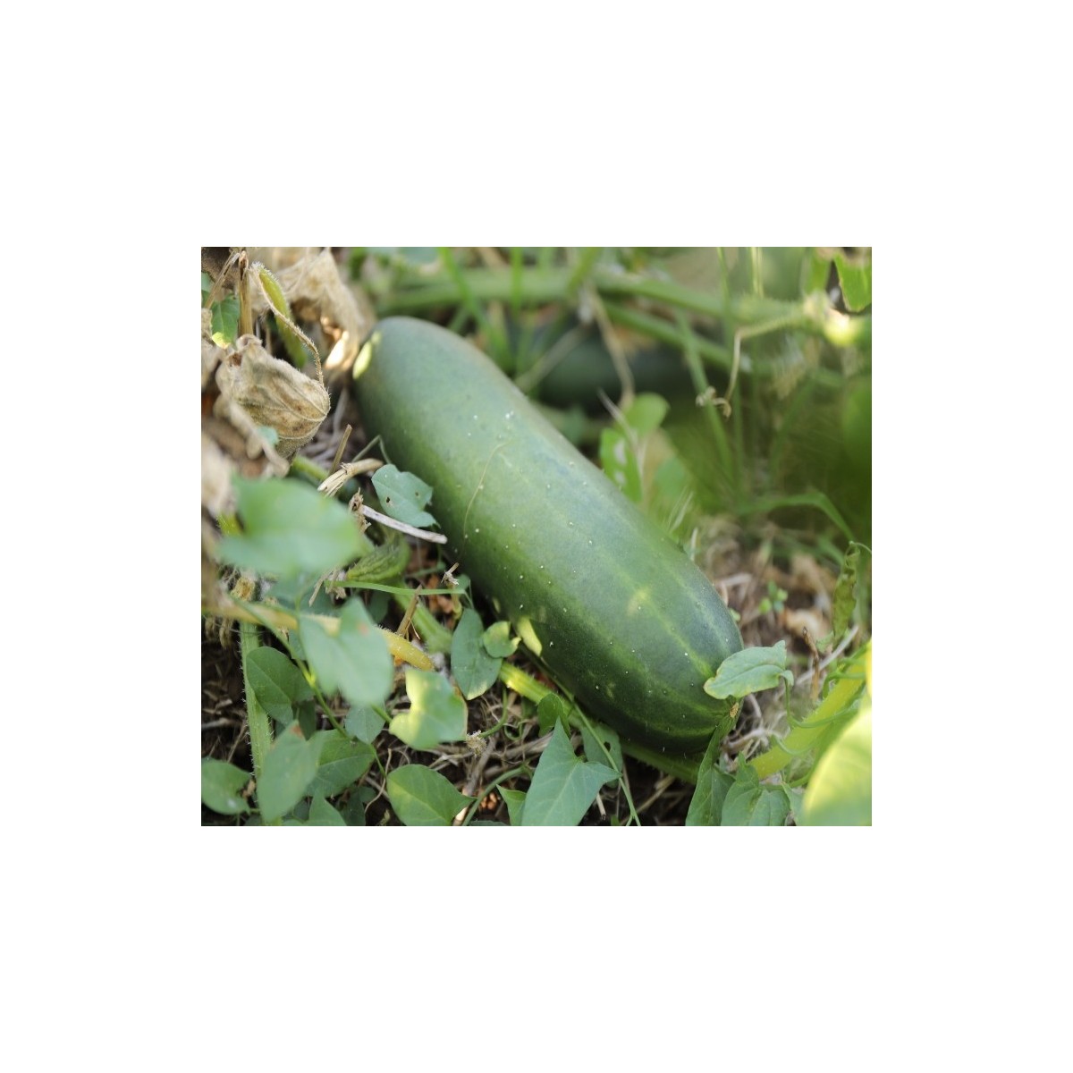 Concombre Le Généreux