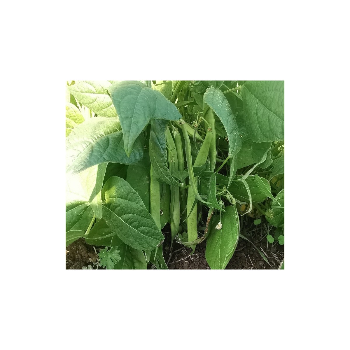 Haricot vert nain Contender semences biologiques.