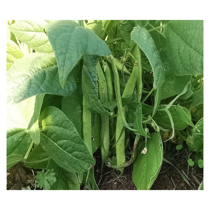 Haricot vert nain Contender semences biologiques.