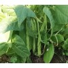 Haricot vert nain Contender semences biologiques.