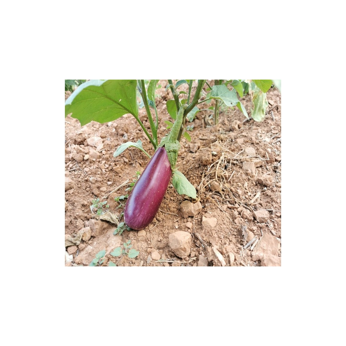 Semences d'aubergine Violette de Toulouse de Pascal Poot