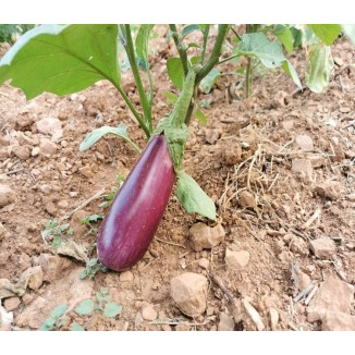 Semences d'aubergine Violette de Toulouse de Pascal Poot